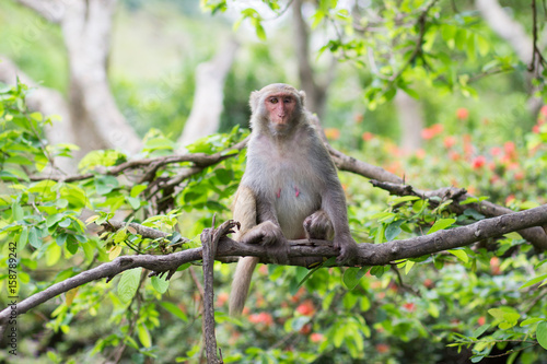adult female with a wounded eye of the rhesus macaque sits on a tree holding a branch © fast_9