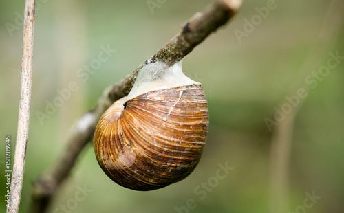 Einbergschnecke an einer Pflanze