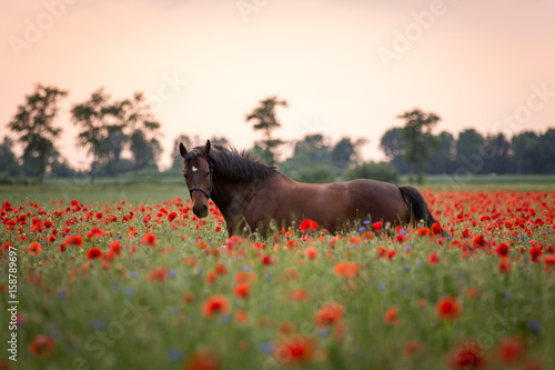 Pferd im Sonnenuntergang im Mohn