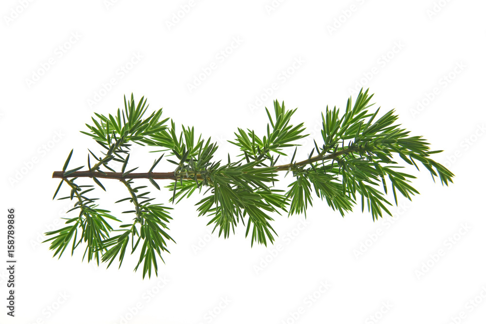 Zweig von Wacholder (Juniperus communis) freigestellt Zweig von Wacholder (Juniperus communis) freigestellt