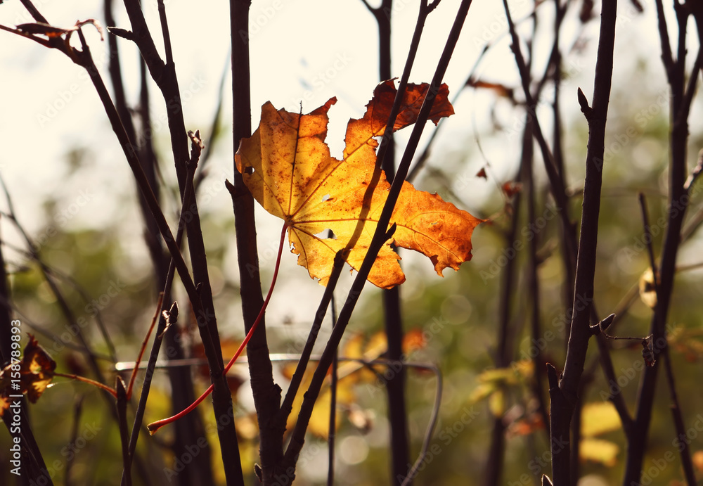 Yellow maple leaf on tree branches in the autumn forest. Yellow maple leaf on tree branches in the autumn forest.