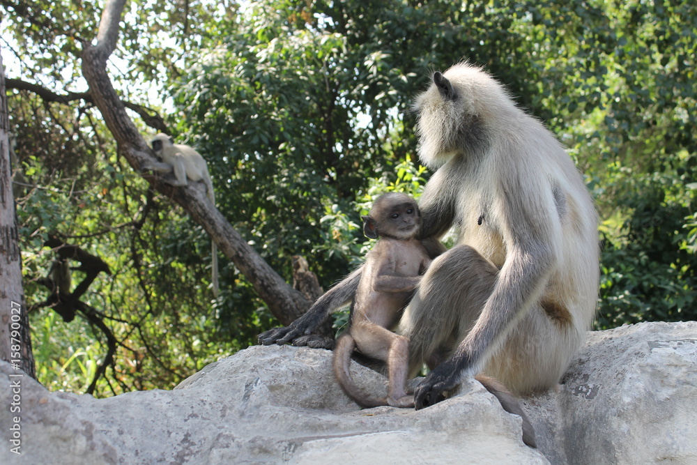 Fototapeta premium Indian monkey