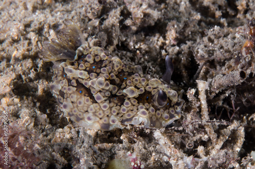 nudibranch macro underwater