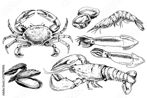 Seafood hand drawn collection photo