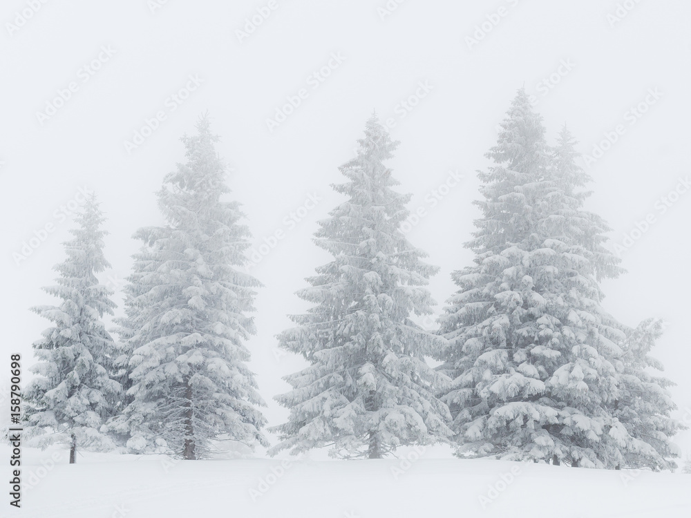 Tannen in Schnee, Eis und Nebel
