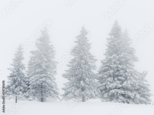 Tannen in Schnee, Eis und Nebel