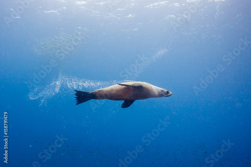seals underwater off montague island australia