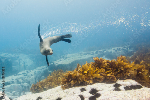 seals underwater off montague island australia