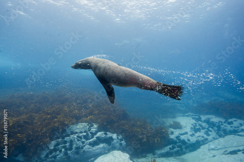 seals underwater off montague island australia