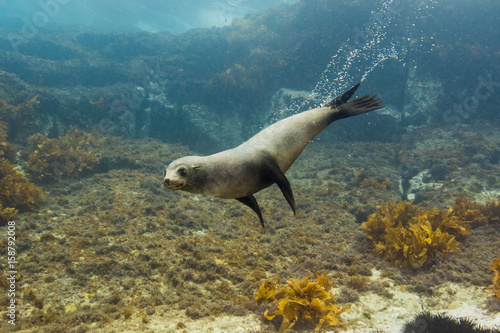 seals underwater off montague island australia