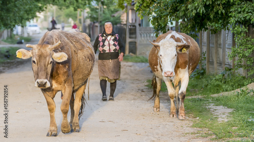 Two large cows walk in the rural village of Toceni, Craiova, Romania, followed by an elderly farmer
