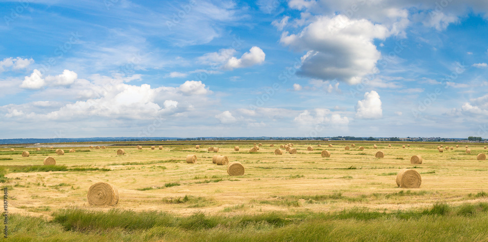 Hay bale field