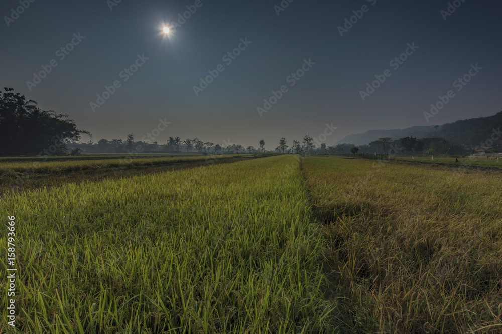 Morning Rice Field Morning Rice Field
