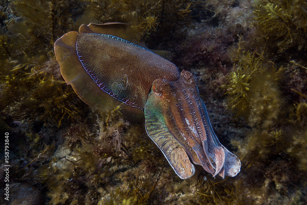 Obraz premium cuttlefish on kelp