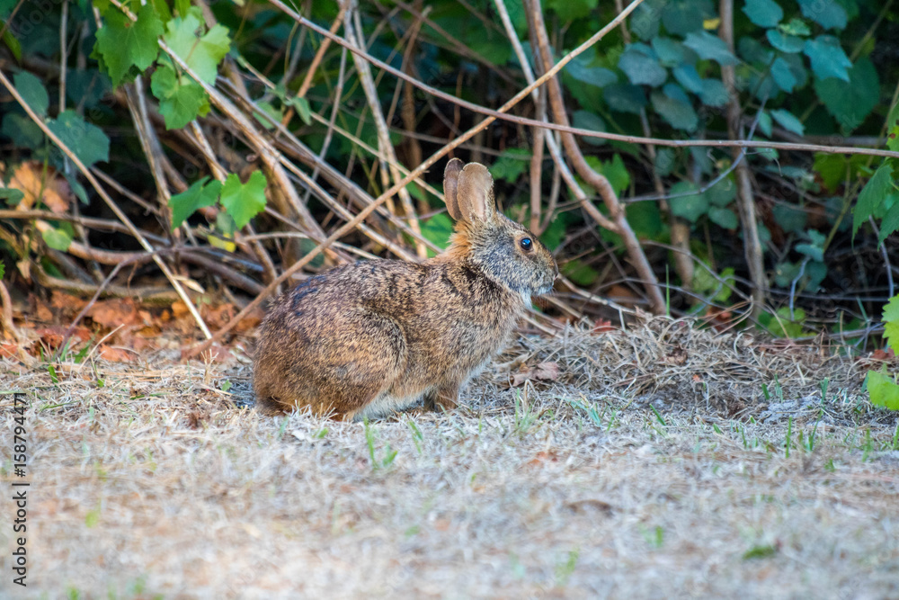 Fototapeta premium Rabbit