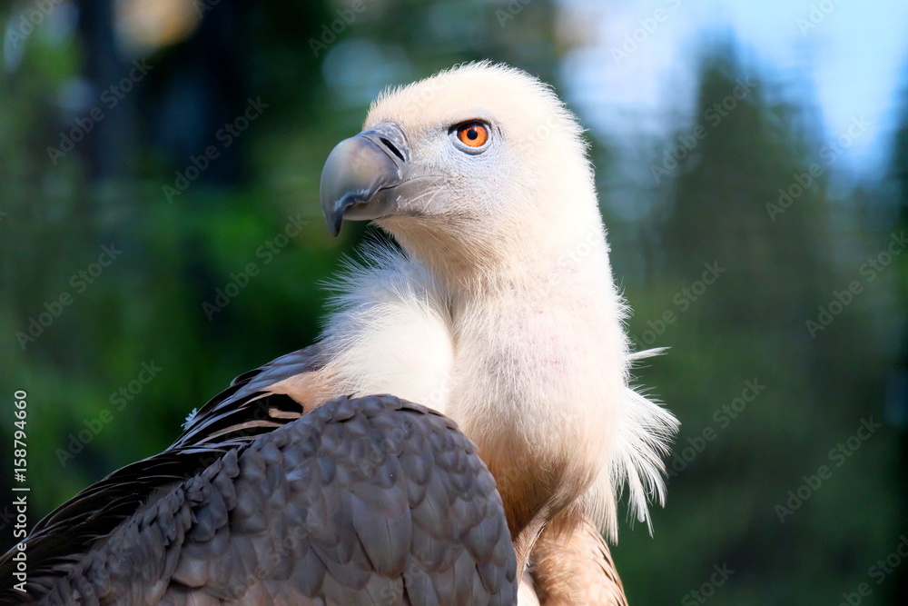 Portrait d'un vautour fauve au zoo Portrait d'un vautour fauve au zoo