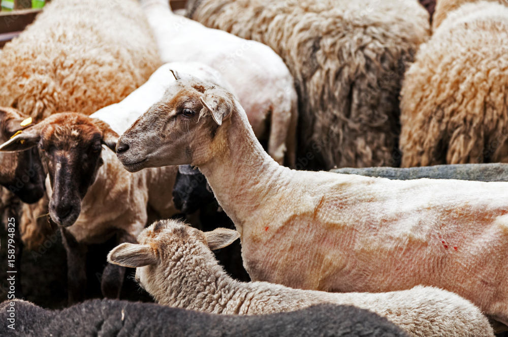 Naklejka premium Schafherde, Schafe geschoren und ungeschoren
