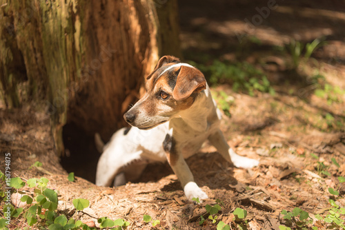 kleiner Hund sitzt aufmerksam im Wald - Jack Russell Terrier
