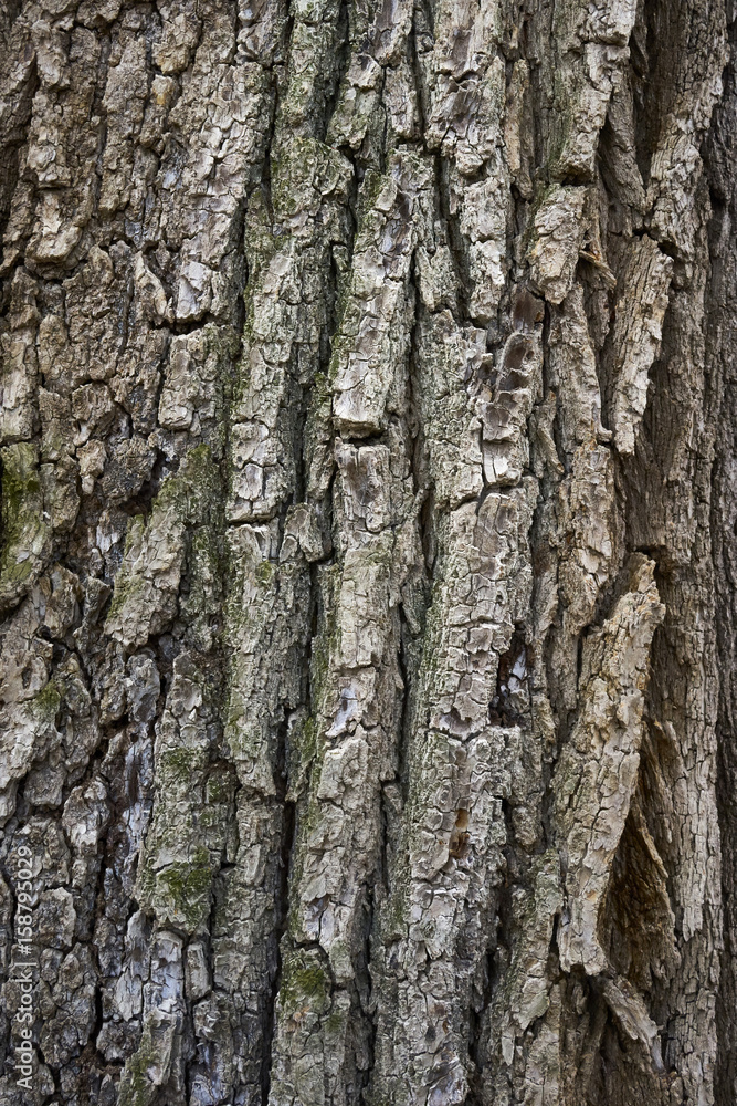 Oak bark texture. Tree bark background. Texture of tree bark. Oak bark texture. Tree bark background. Texture of tree bark.