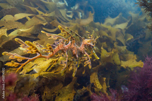 leafy seadragon