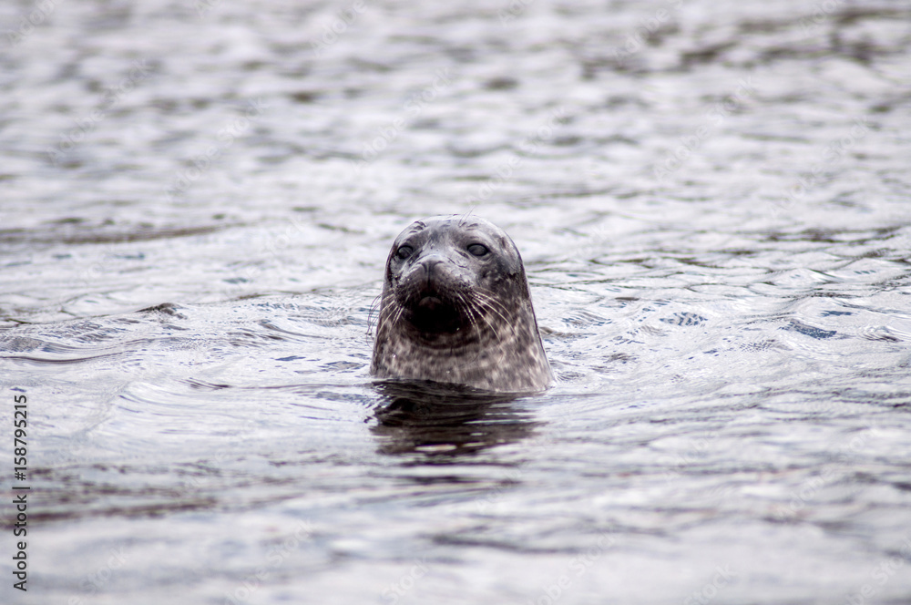Fototapeta premium Seals on the sea coast on the Isle of Skye in Scotland.