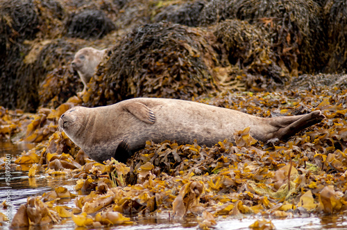 Seals on the sea coast on the Isle of Skye in Scotland.