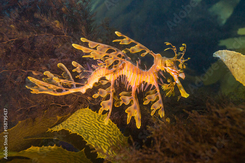 leafy seadragon