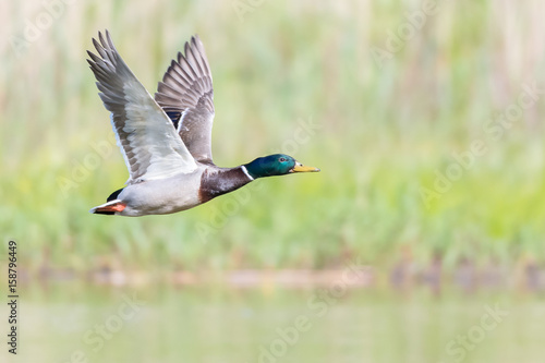 Stockente (Anas platyrhynchos) Erpel fliegt über den Teich