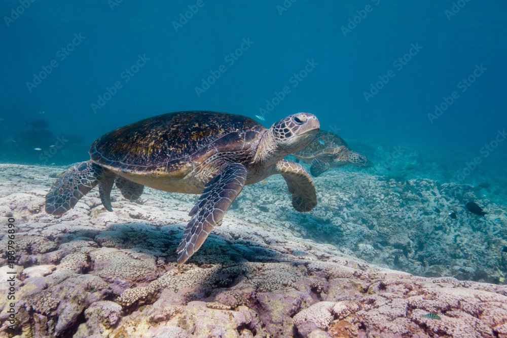 turtle on coral reef in blue water turtle on coral reef in blue water