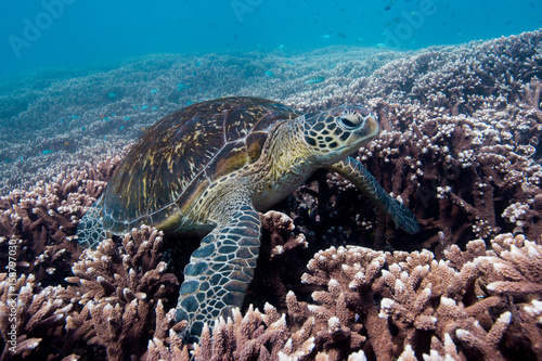 turtle on coral reef in blue water