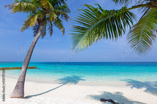 Maldives tropical beach with coconut palms and sea view