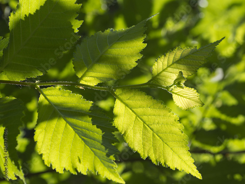 English elm (Ulmus minor 'Atinia') leaves photo