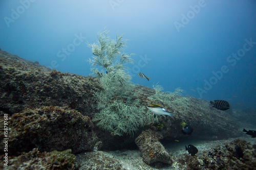 underwater coral tree queensland