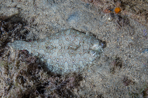 Slika na platnu flounder halibut sole flat flish