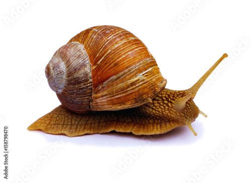 Garden snail isolated on white background. Burgundy snail (Helix, Roman snail, edible snail, escargot) Snails provide an easily harvested source of protein to many people around the world. photo