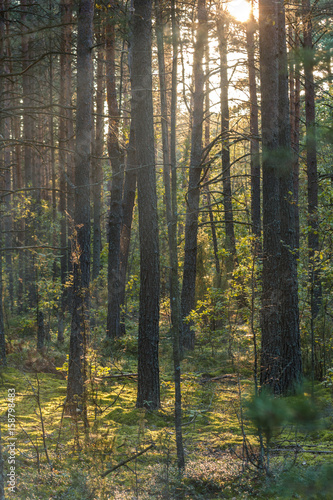 Pine forest in autumn at sunset. The sun's rays through the trees. The shadows on the ground. Vertical picture.