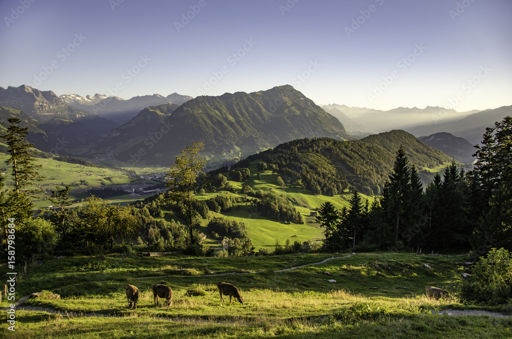 Swiss Alps with cows 