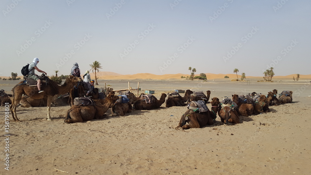 Fototapeta premium Maroc