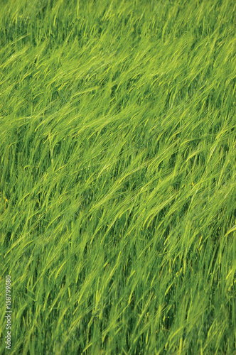 Fresh New Green Common Wild Barley Field Background Pattern, Hordeum vulgare L. Spikes, Vertical Organic Cereals Metaphor Concept