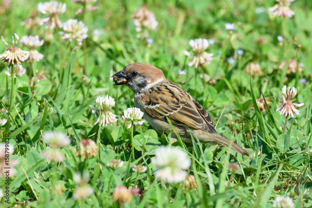 虫を食べるスズメ 虫を食べるスズメ