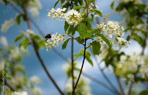 spring cherry bumblebee © Ekaterina