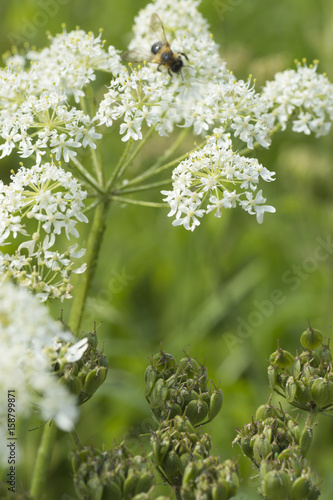 Cow parsley (Anthriscus sylvestris) flower and seed heads with bee pollinating flowers