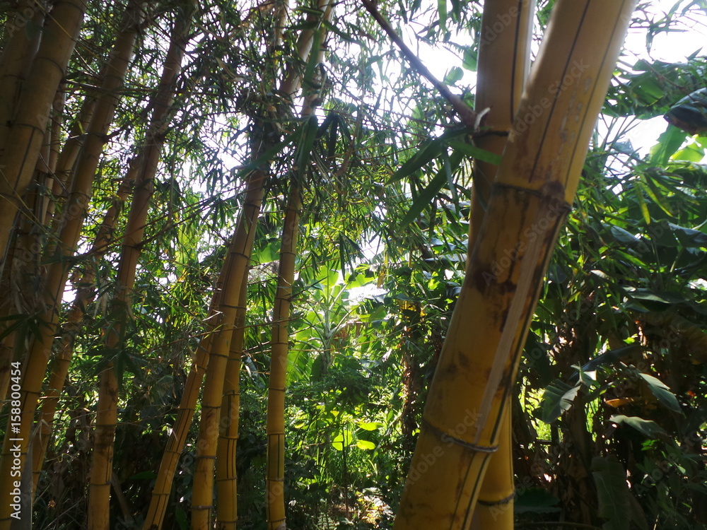 Fototapeta premium BAMBÙ