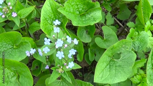 Forget-me-not forest blue flower. Boraginaceae. Myos tis. Shooting camera slowly movement with Steadicam. Panorama of plants. photo