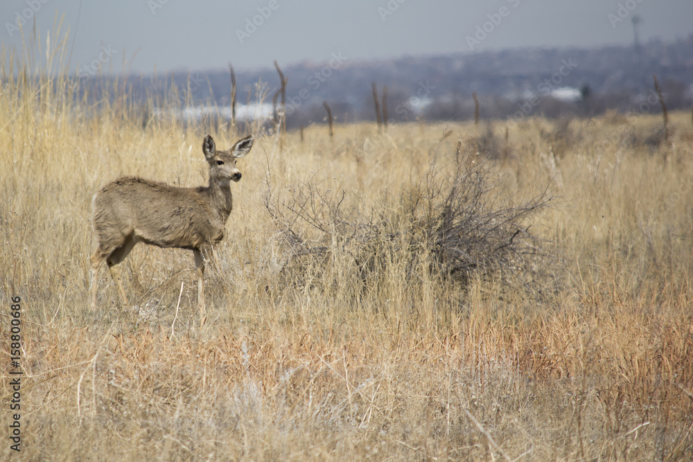 Naklejka premium Rocky Mountian Arsenal.31020171:30:35 PM.3005.6100