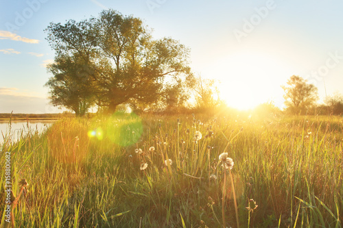Fototapeta Naklejka Na Ścianę i Meble -  Morning on a bright golden green meadow at sunrise on a summer sunny day