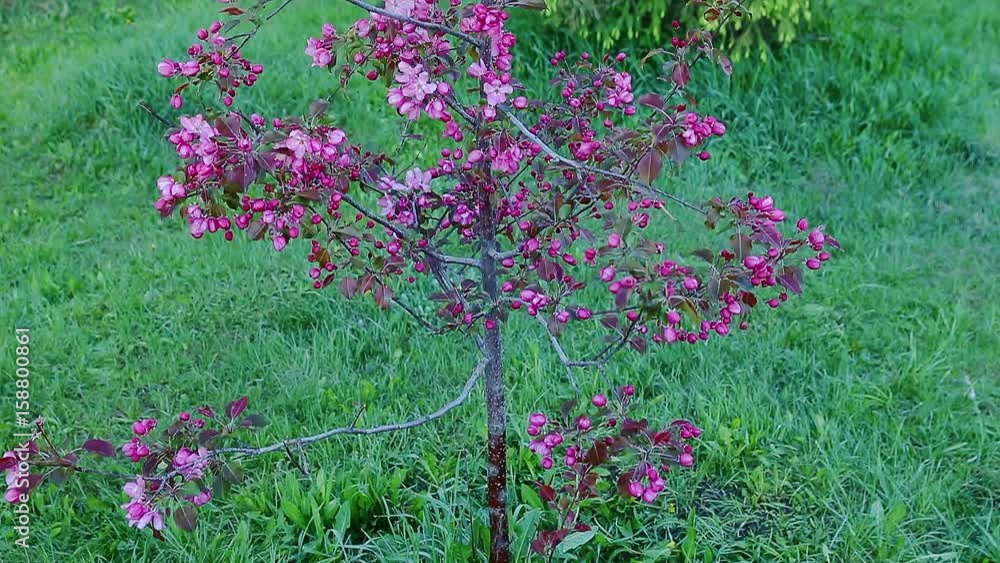 Lilac flowers of blossom apple-tree in garden springtime. Camera tilting down. Violet flowers around green grass background. Nice scene green nature in garden. Nobody in garden springtime summer day Lilac flowers of blossom apple-tree in garden springtime. Camera tilting down. Violet flowers around green grass background. Nice scene green nature in garden. Nobody in garden springtime summer day