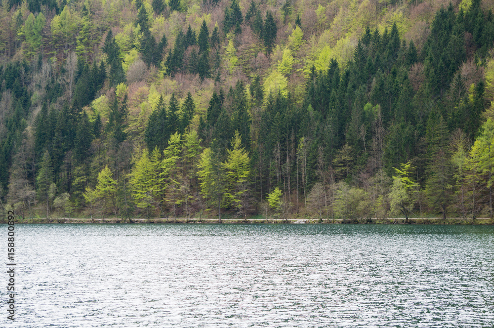 A mountain forest on the edge of a lake
