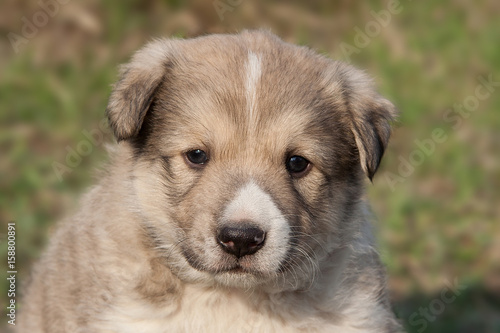 A portrait of cute puppy on background of grass
