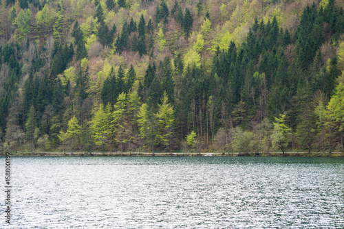 A mountain forest on the edge of a lake
